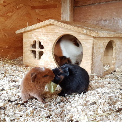 Reiterhof, 300m entfernt