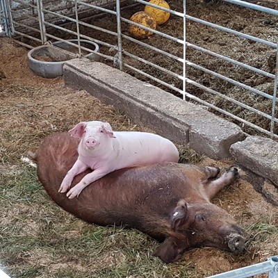 Reiterhof, 300m entfernt