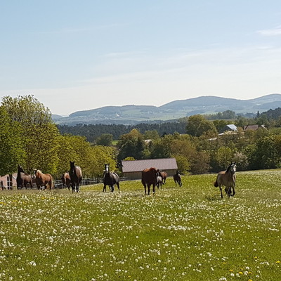 Reiterhof, 300m entfernt