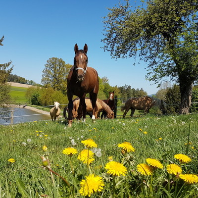 Reiterhof, 300m entfernt