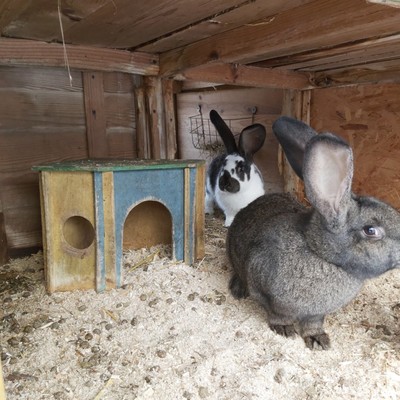 Reiterhof, 300m entfernt