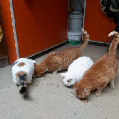 Reiterhof, 300m entfernt