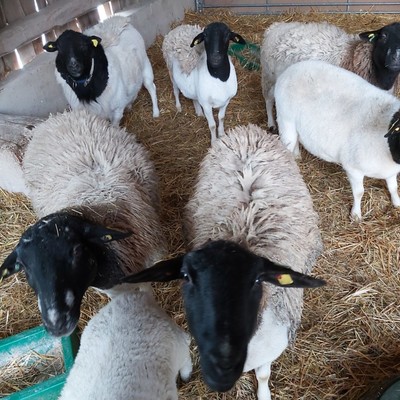 Reiterhof, 300m entfernt