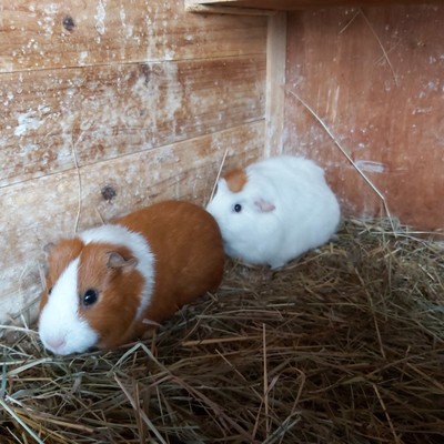 Reiterhof, 300m entfernt