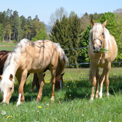 Reiterhof, 300m entfernt
