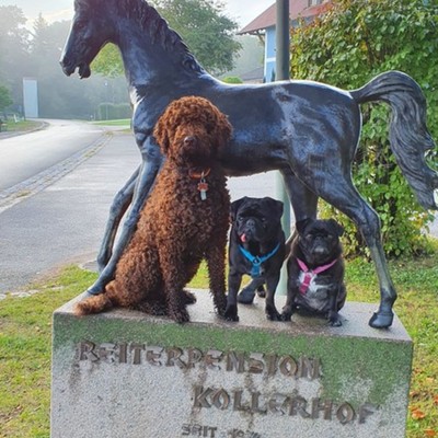 Reiterhof, 300m entfernt