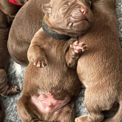 Reiterhof, 300m entfernt