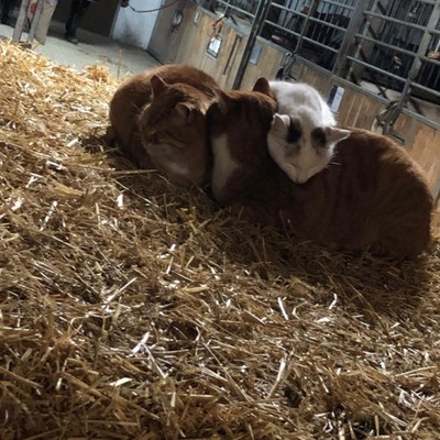 Reiterhof, 300m entfernt